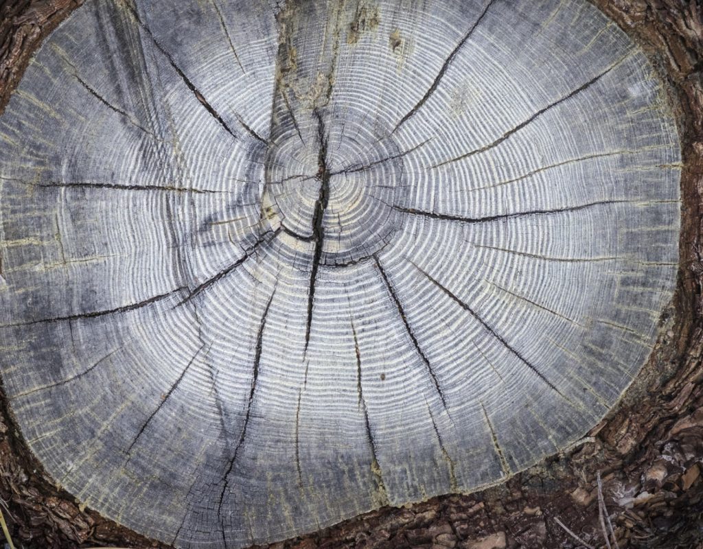 Weathered tree rings on the stump of a ponderosa pine (Pinus ponderosa) in the Sierra Nevada, Alpine County, California